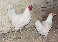 Chantecler Chickens